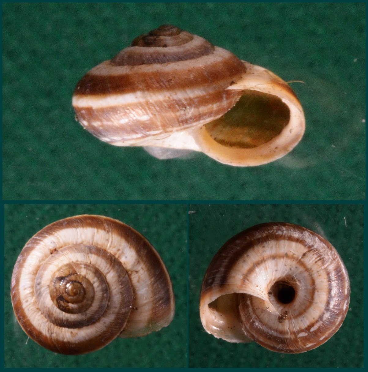 Cernuella neglecta